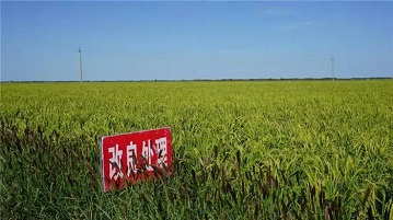 內(nèi)蒙古鹽堿地改良后的效果，讀完這篇文章你就了解了