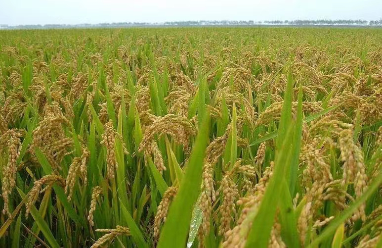 內(nèi)蒙古微生物馴化技術(shù)在生態(tài)農(nóng)業(yè)中的應(yīng)用前景。